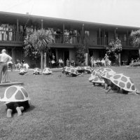 May, 2-5, 1979 - District 4-C4 Convention, El Rancho Tropicana, Santa Rosa - Costume Parade - Turtles everywhere but can’t tell who is who.