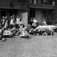 May, 2-5, 1979 - District 4-C4 Convention, El Rancho Tropicana, Santa Rosa - Costume Parade - L to R in costume only: standing: Elena Smith, Emily Farrah, Ervin Smith, Handford Clews, and Joe Giuffre; on ground, back row: Ted Zagorewicz, Margot Clews, center: Emma Giuffre, and Pete Bello; front row: Mike Spediacci, obscured, Pat Farrera, Claire Holl, Estelle, Marge, Charlie Bottarini, Bill Tonelli, and Eva Bello; in front: Lion.