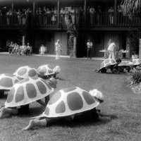 May, 2-5, 1979 - District 4-C4 Convention, El Rancho Tropicana, Santa Rosa - Costume Parade - Can’t tell who the front 5 turtles are; near tree: Mike Spediacci, and Elena & Ervin Smith.