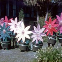 5/6/89 - District 4-C4 Convention, El Rancho Tropicana, Santa Rosa - Costume Parade - L to R: standing: Sam San Filippo (partial), Dick Johnson, Handford & Margot Clews, and Donna & Giulio Francesconi; kneeling: Estelle Bottarini (partial), Diane Johnson, and Frank & Pat Ferrera.